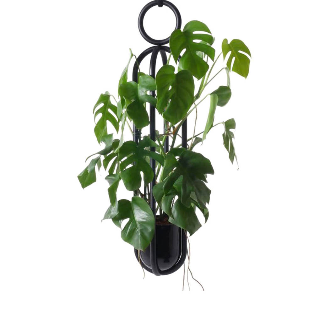 hanging basket